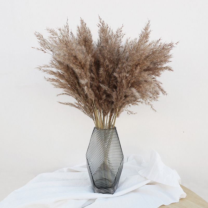 10 قطع من أعشاب البامباس الطبي - مراجعة Pampas Grass Decor وسعره